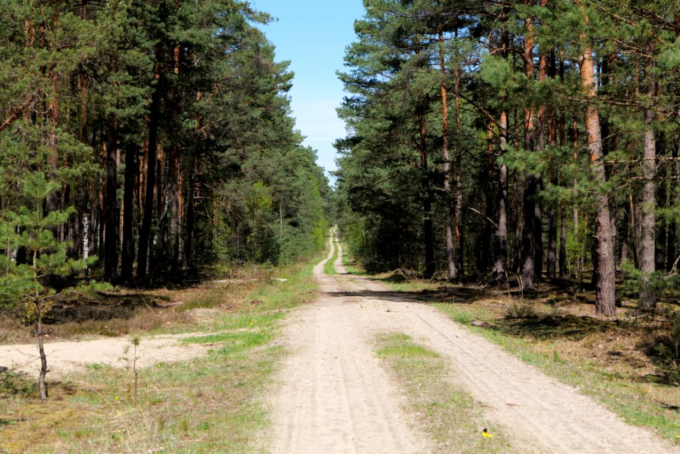 Forest in Lindenbrück 2021-05-09 06