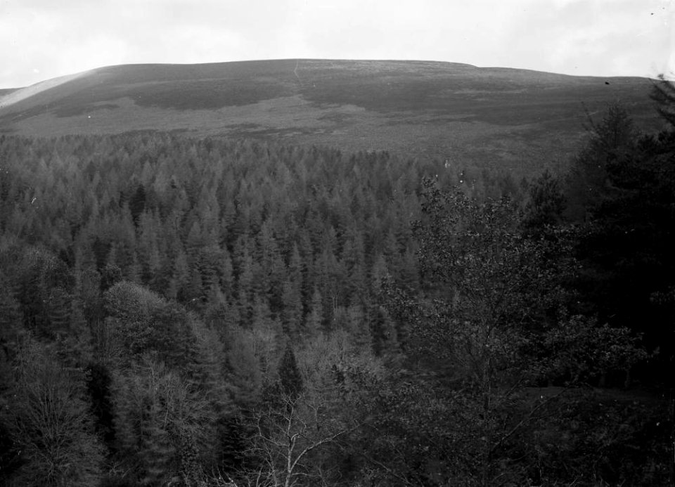 Forestry view, Radnorshire (1294026)