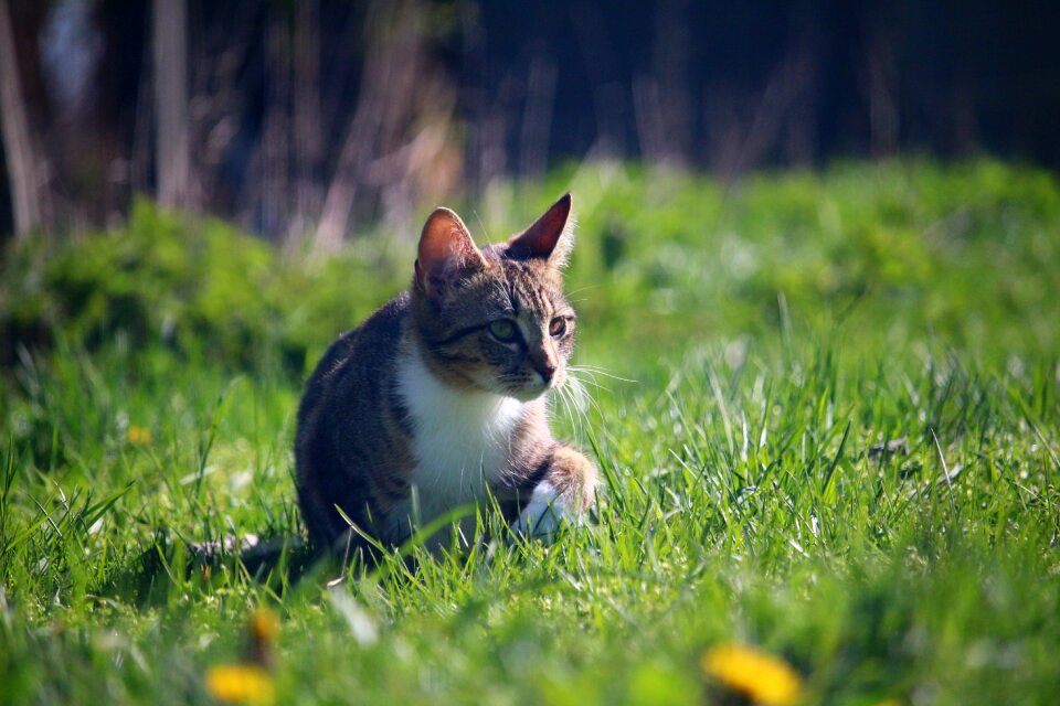 Tiger cat mackerel domestic cat