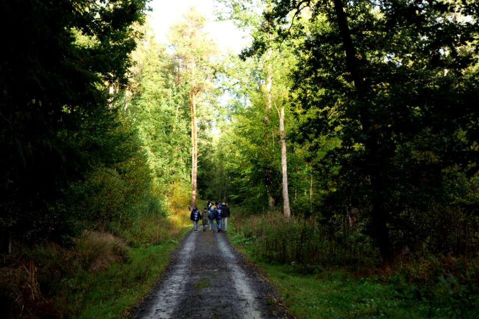 Forest walk at Herrenwald Stadtallendorf 2020-10-07 04