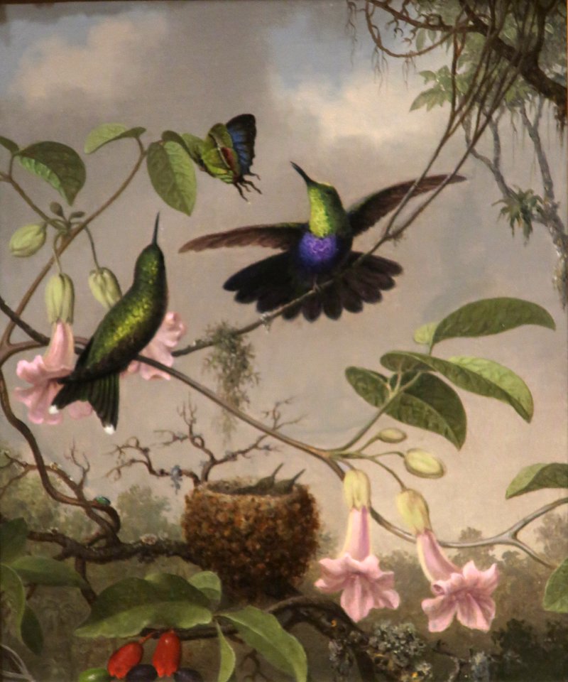 Fork-tailed Woodnymph by Martin Johnson Heade