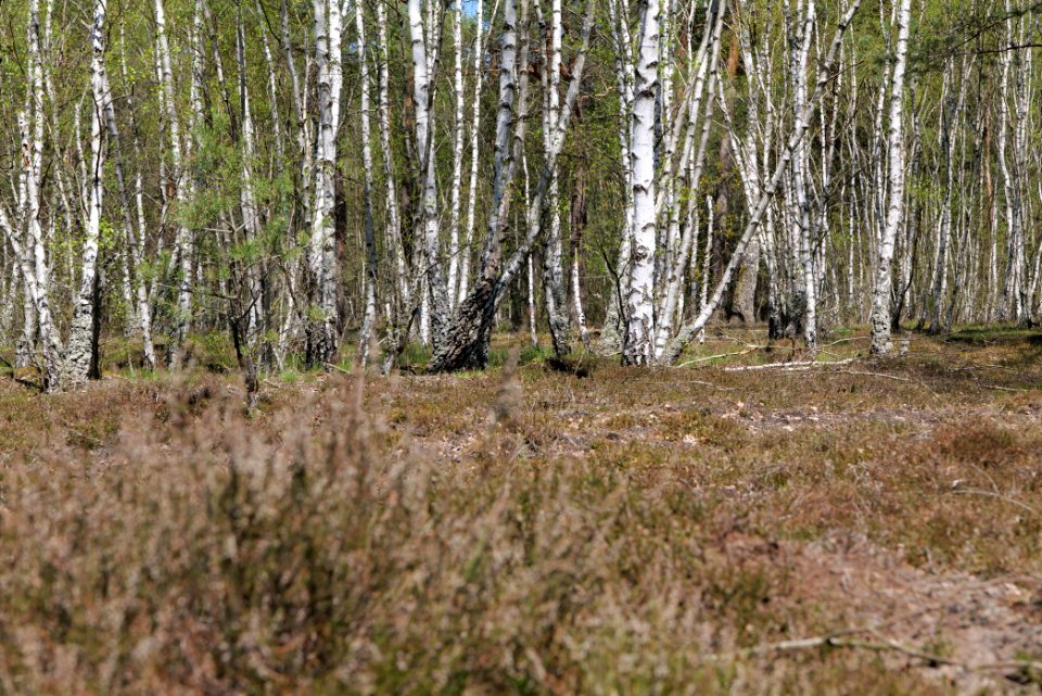 Forest in Lindenbrück 2021-05-09 14