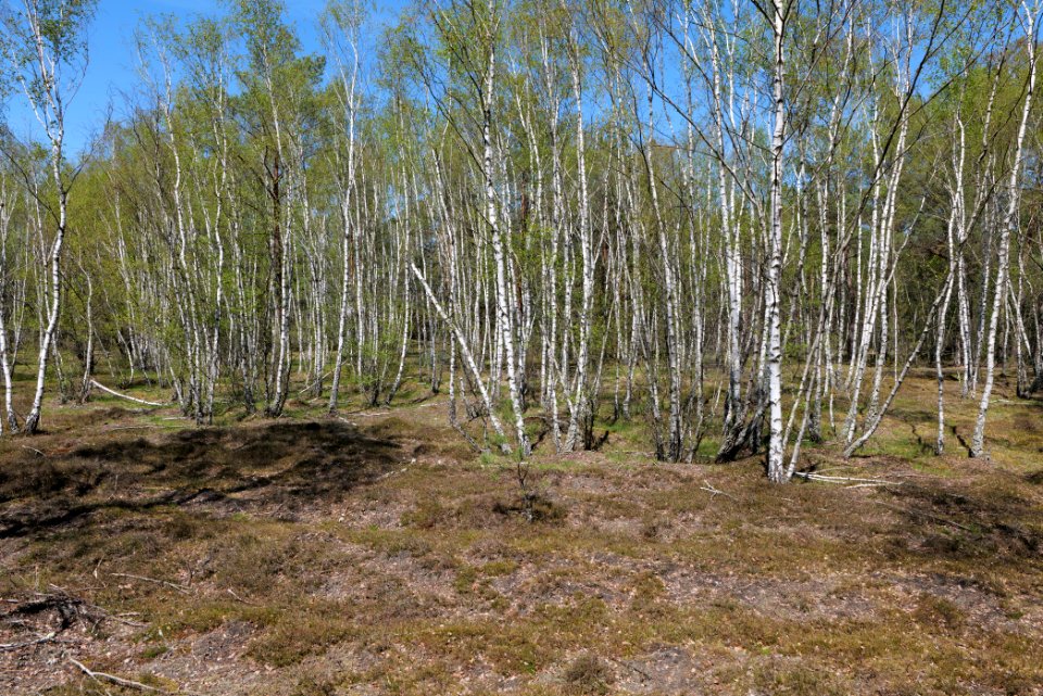 Forest in Lindenbrück 2021-05-09 07