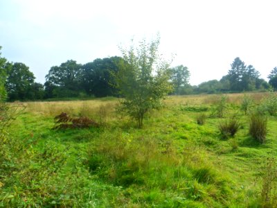 Forge Wood Neighbourhood, Crawley - Development in September 2014 (2)