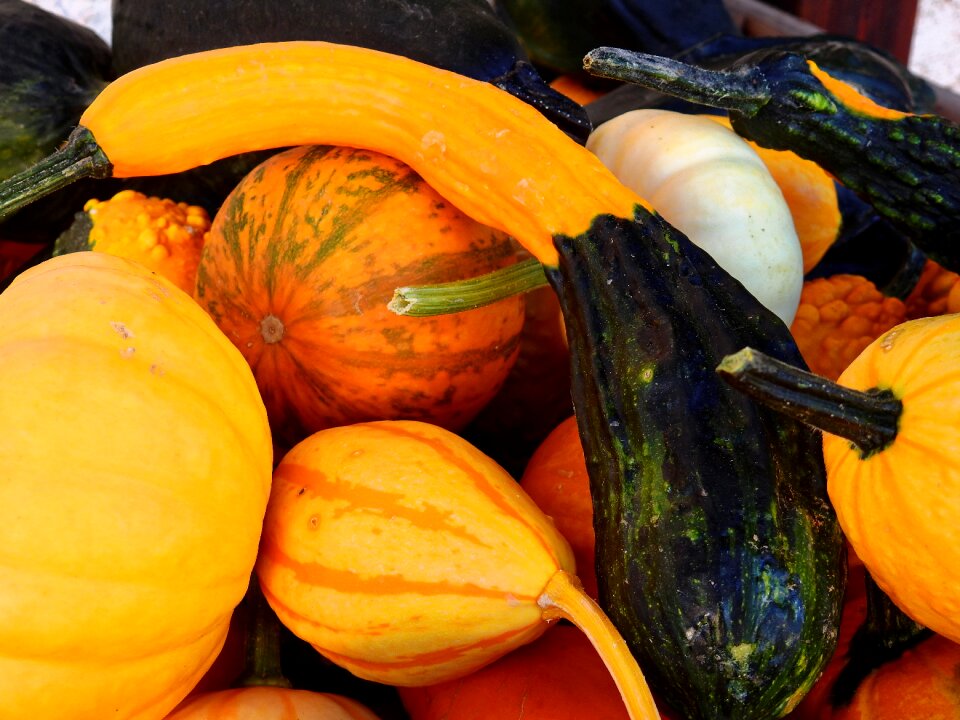Decoration vegetables harvest