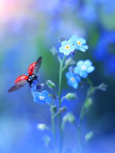 Forget Me Not (217970649) photo