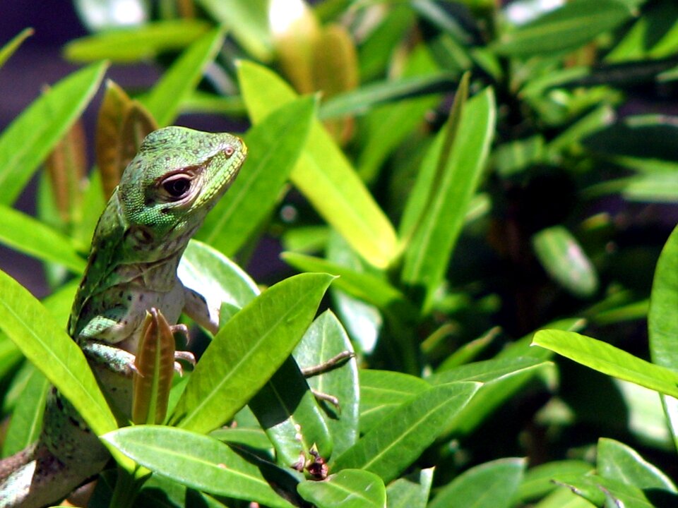 Reptile curious tropics