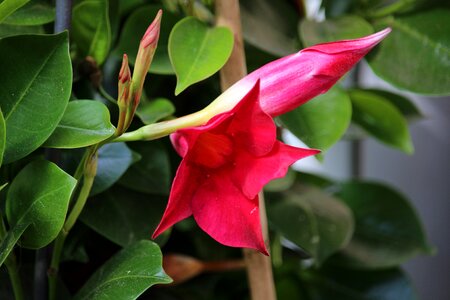 Rank flower flower red