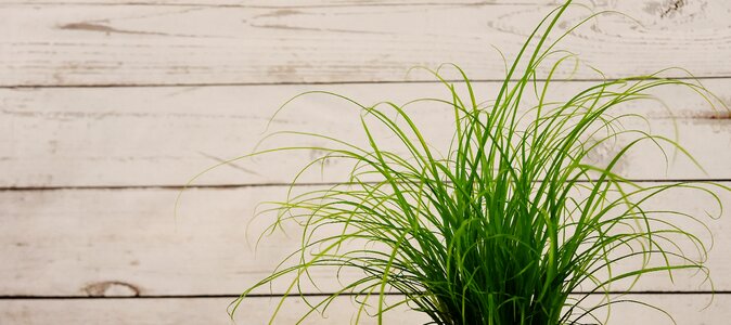 Plant nature green grass