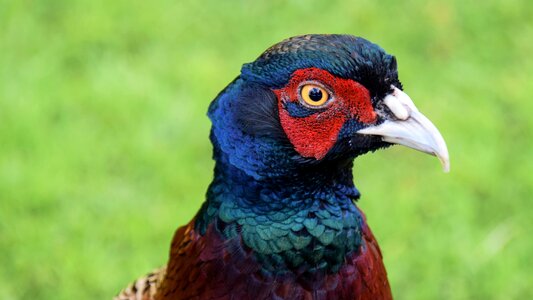 Colorful color animal