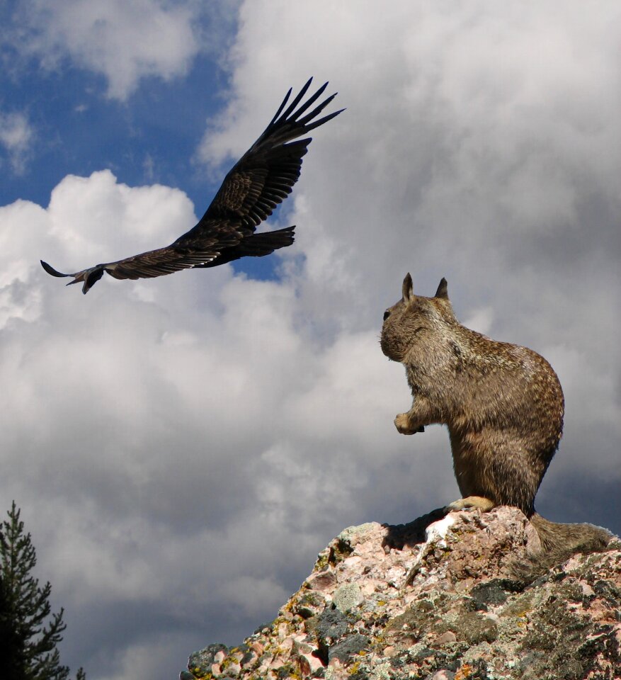 Bird of prey humor fear