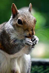 Squirrel animal acorn