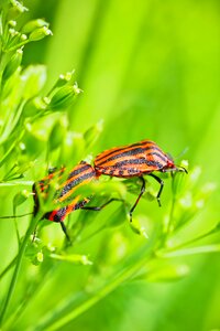 Animal tingling sensation flowers photo