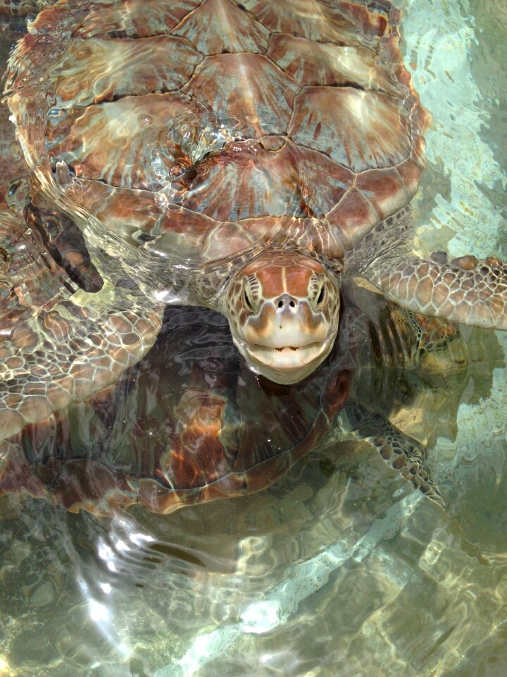 Sea turtles turtles nature
