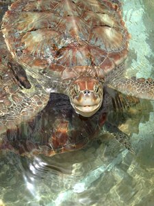 Sea turtles turtles nature