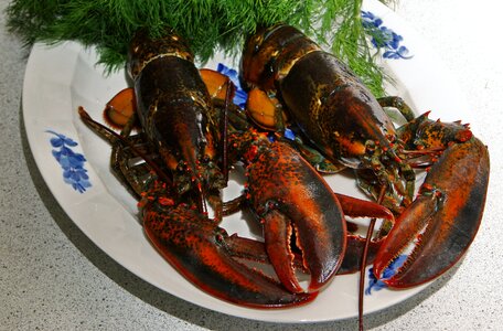 Black hummer seafood live