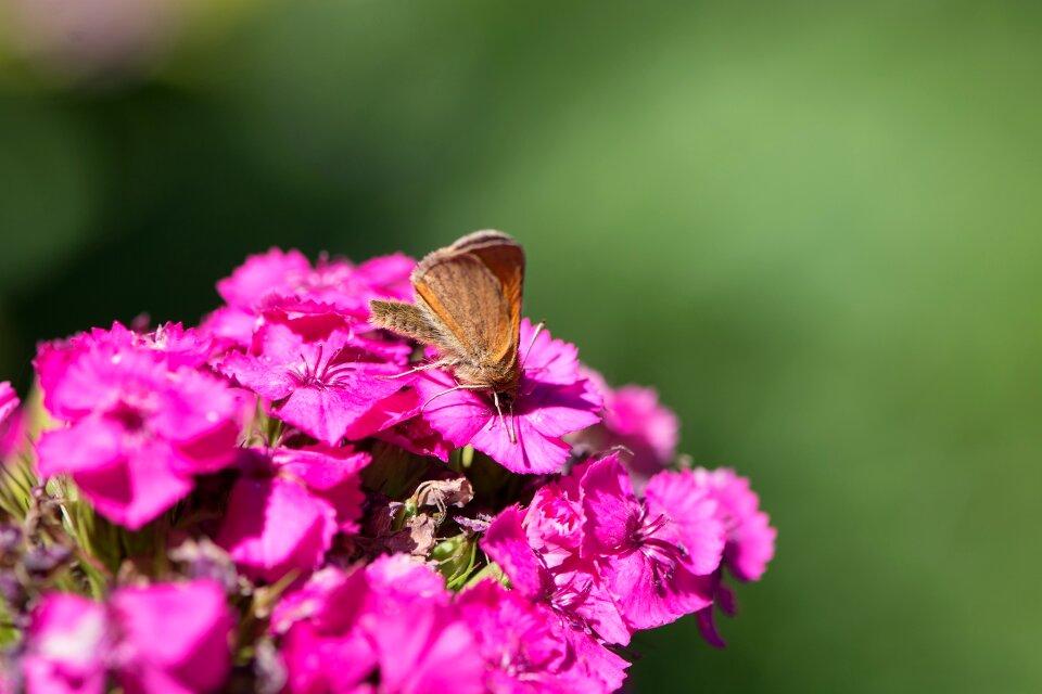 Pink phlox blossom bloom