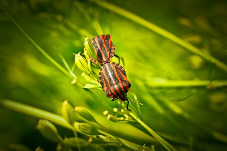 Animal tingling sensation flowers photo