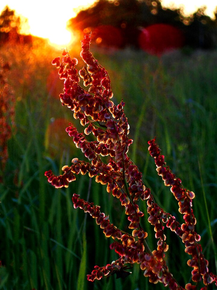 Meadow seeds polyana