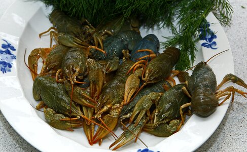Boil dill swedish