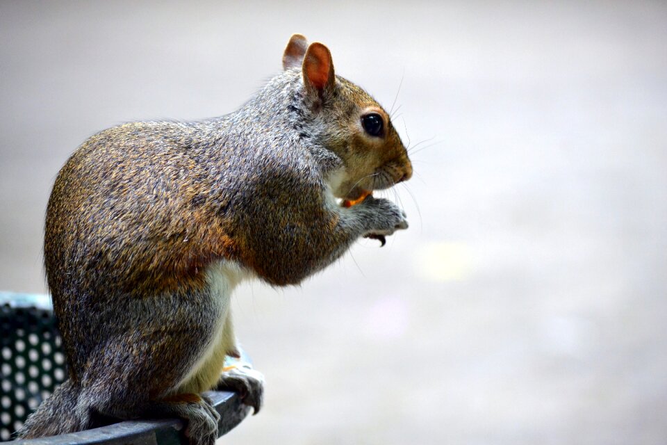 Squirrel park acorn