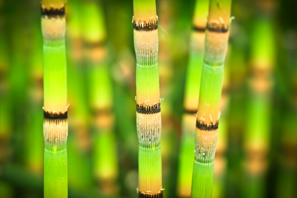 Green bamboo greenhouse bamboo node