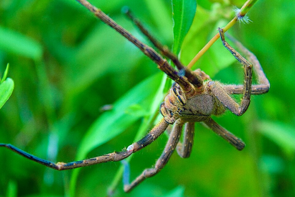 Arachnid nature hairy spider