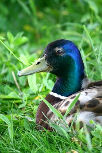 Feathers nature beak