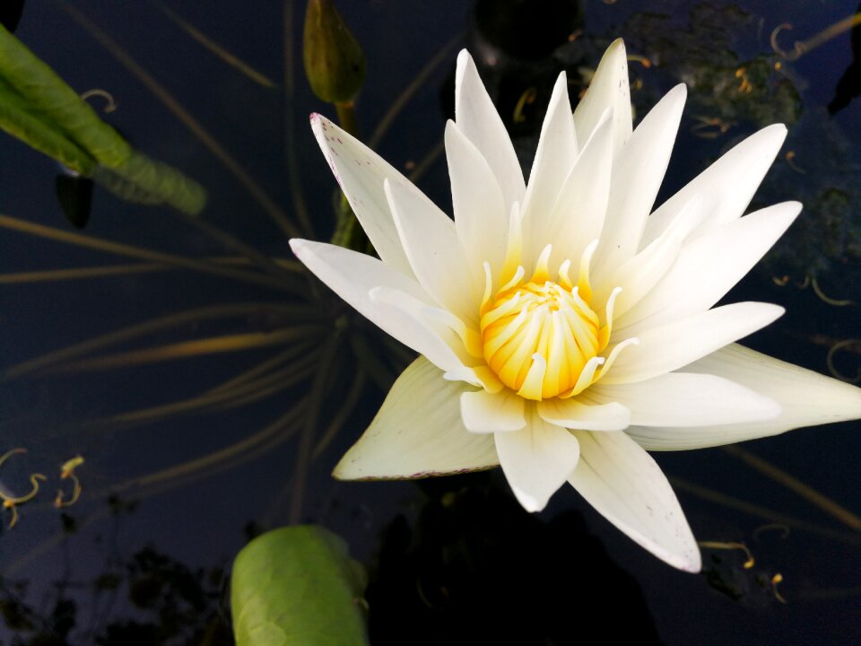 Flower white beautiful