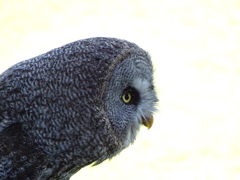 Animals feathers night bird