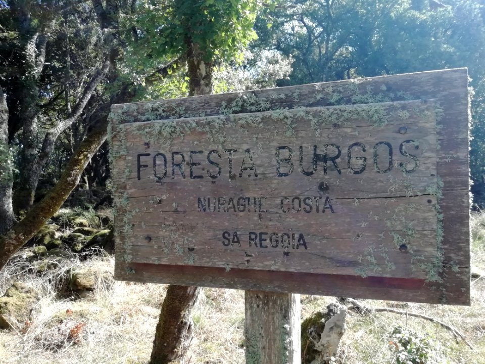 Foresta di Burgos Panel