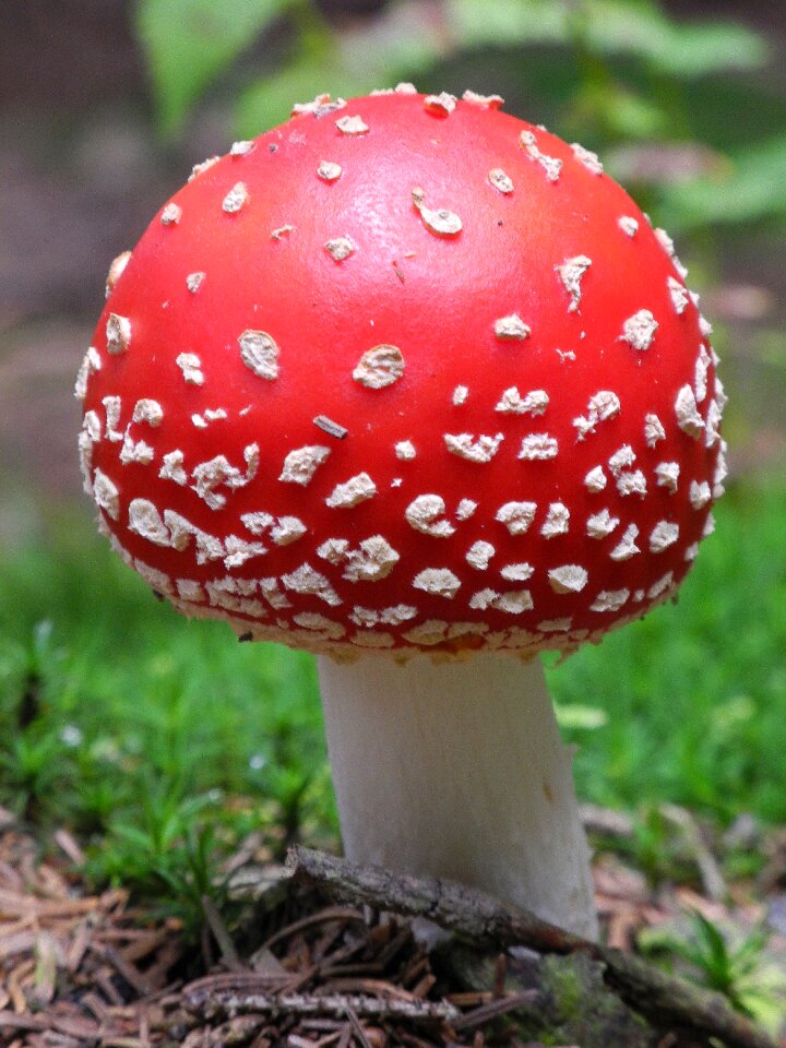 Forest nature toxic