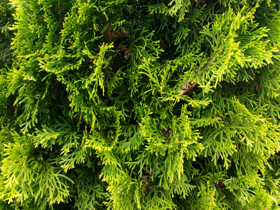 Pattern background tree of life