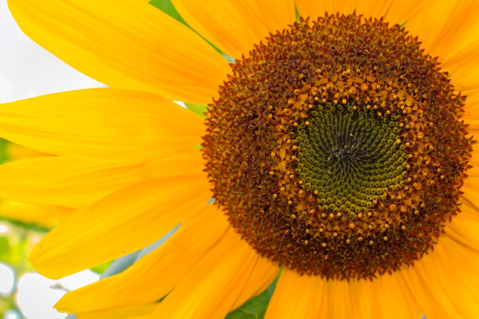 Yellow flower garden nature