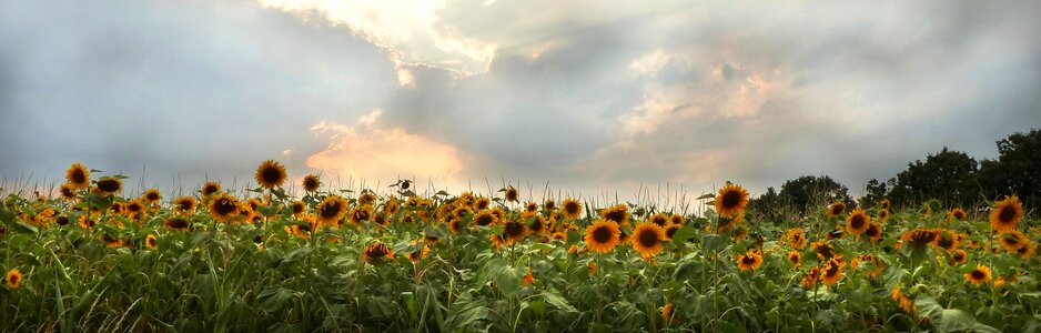 Sunflower field evening sun abendstimmung photo