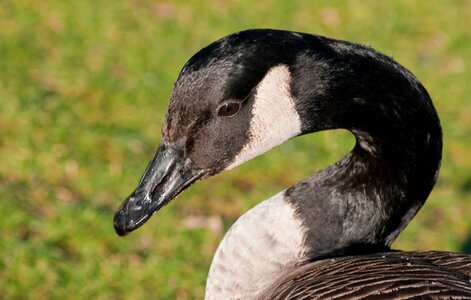 Goose bird neck photo