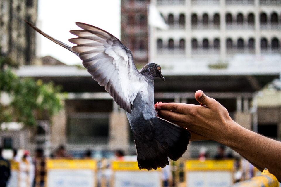 Bird flying pet