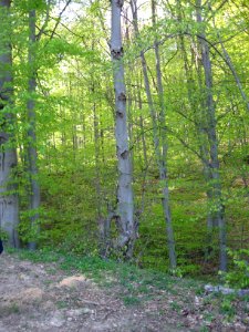 Forest west of Mihăeşti, Argeş