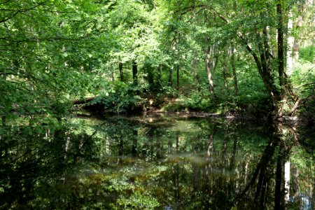 Former Forellenweiher Reichenbach Taunus 2020-08-18 04