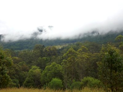 Forested slopes of Numinbah Valley, Queensland photo