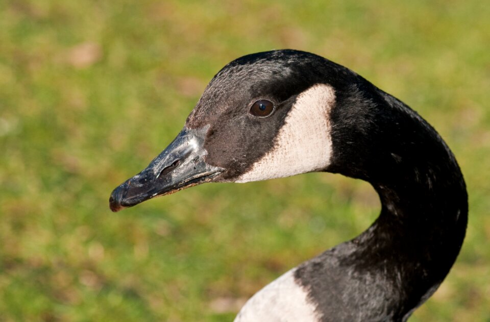 Goose bird neck photo