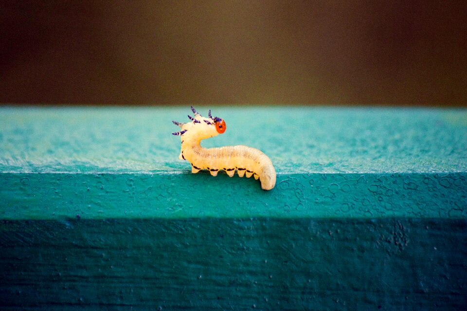 Nature summer animal
