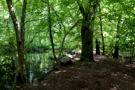Former Forellenweiher Reichenbach Taunus 2020-08-18 02