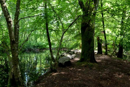 Former Forellenweiher Reichenbach Taunus 2020-08-18 03