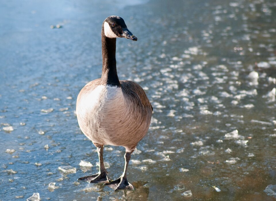 Goose bird frozen lake