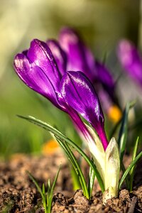 Garden flower flower garden plant