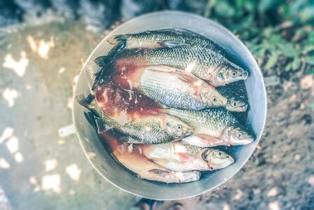 Food fresh fresh fish
