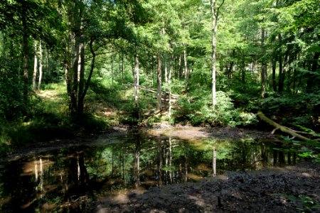 Former Forellenweiher Reichenbach Taunus 2020-08-18 01