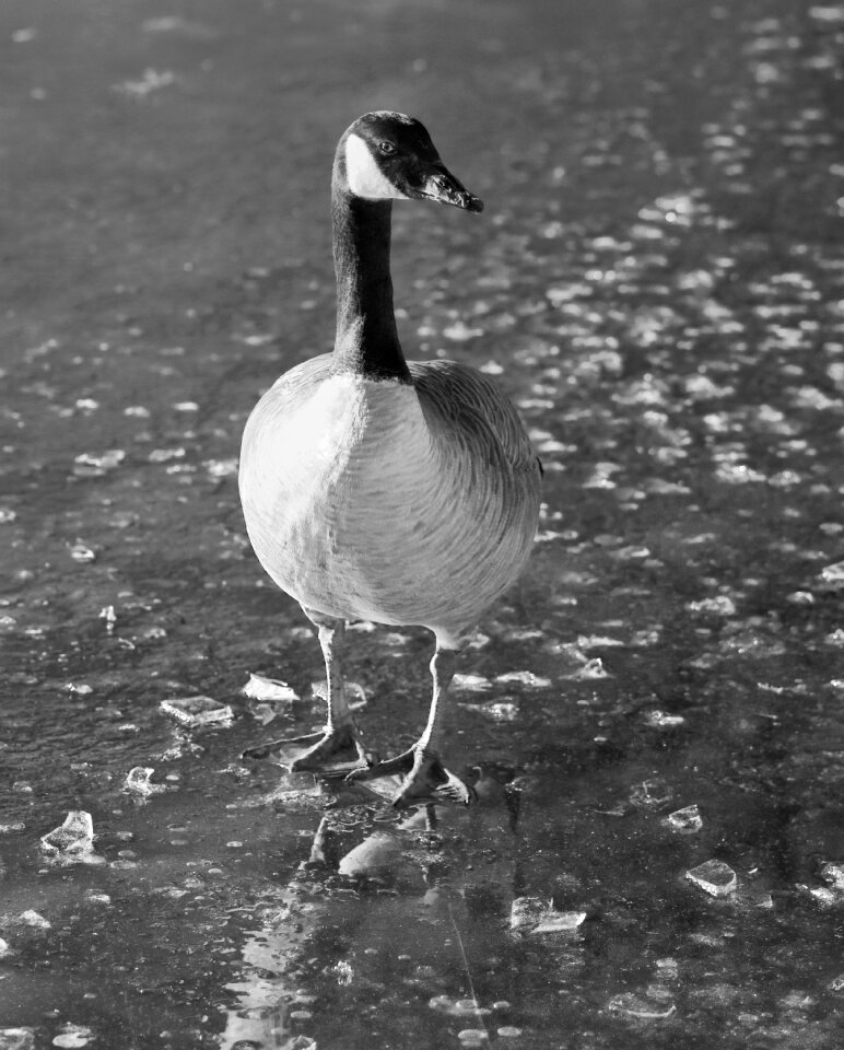 Bird frozen lake black and white