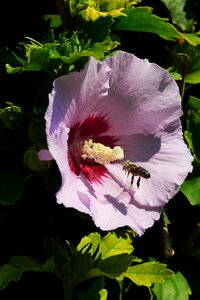 Bee purple plant photo